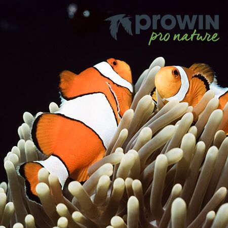 Die proWIN pro nature Stiftung steht für ein vielfältiges Engagement im Sinne der Natur und der Umwelt – regional, überregional und auch im Ausland.