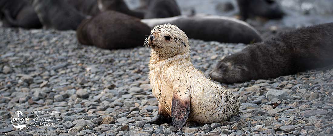 Faszination Tierfotografie – unter Wasser und an Land