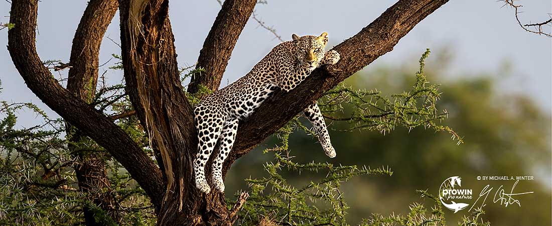 Wilde Tiere vor der Linse – Unser Weg zur Tierdoku
