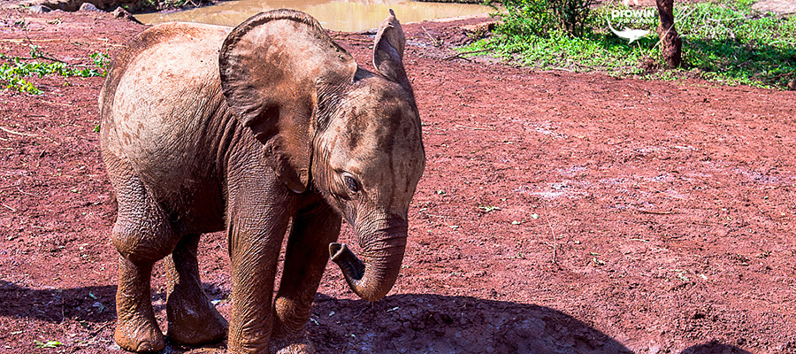 Ein kleiner Elefant steht auf matschigem Boden